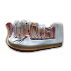 Lower Jaw With Teeth